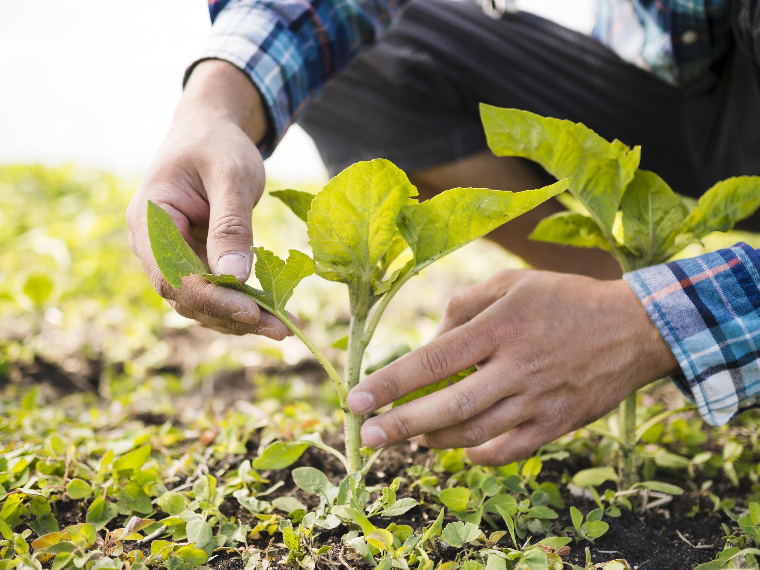 man taking care his farm scaled