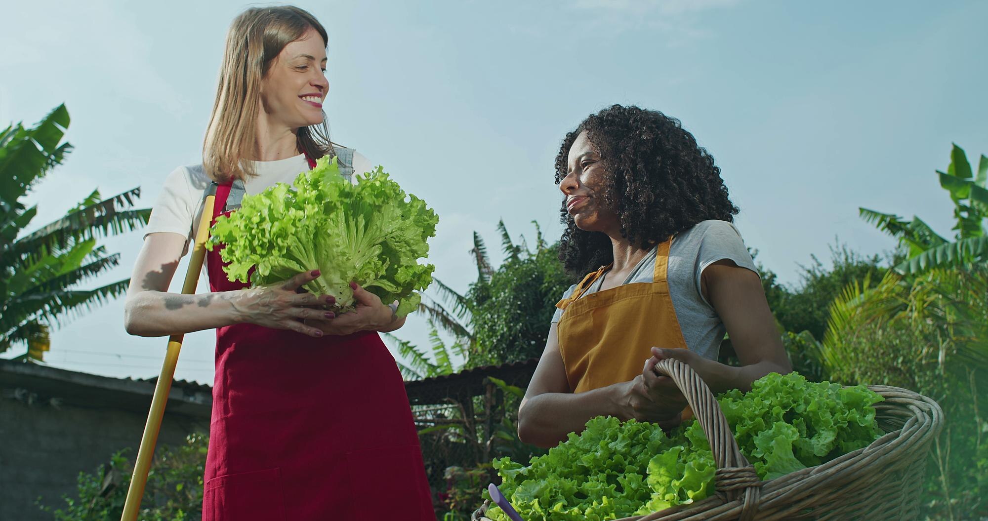 two women standing local community garden farm holding organic lettuce outdoors sunlight female urba